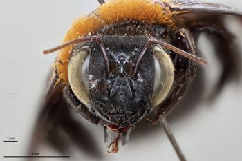 Media type: image;   Entomology 810669 Aspect: head frontal view